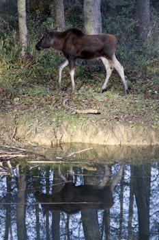Moose calf