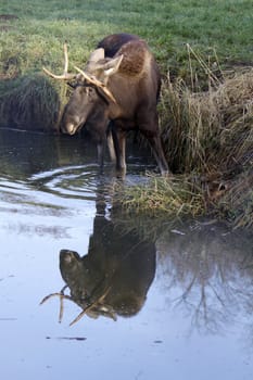 Bull moose in the water