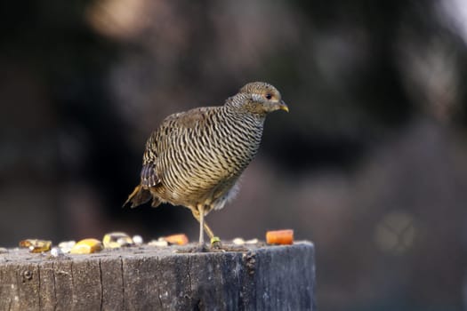 Golden Pheasant (Hen)