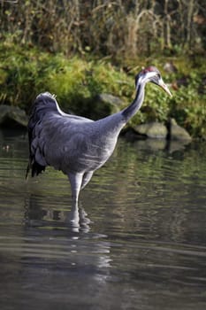 Common crane