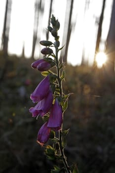 Red foxglove in a forest clearing