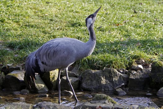 Common crane