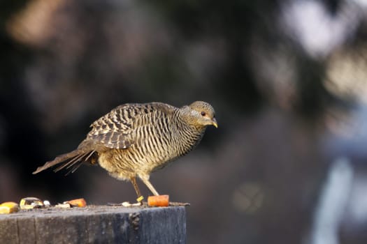 Golden Pheasant (Hen)