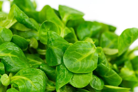 Fresh lamb's lettuce