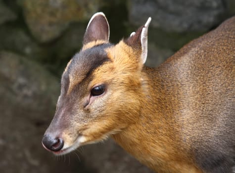 Chinese Muntjac