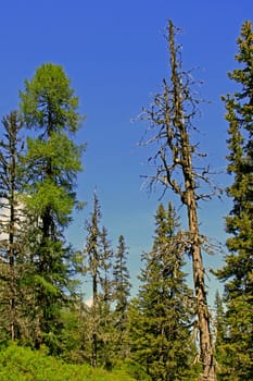 Rauris Primeval Forest