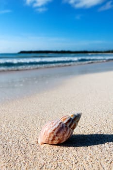 nautilus shell on a beach sand, against sea waves