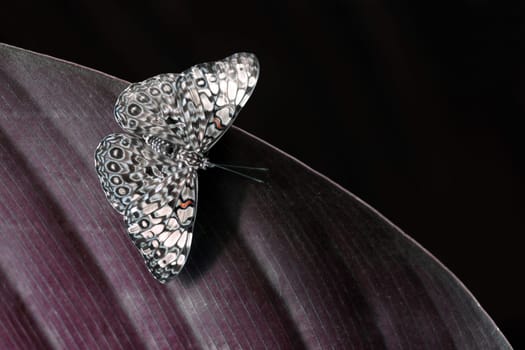 Gray Cracker