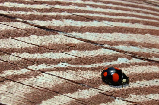 Asian ladybug on wooden beam