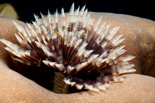 Tubeworm
