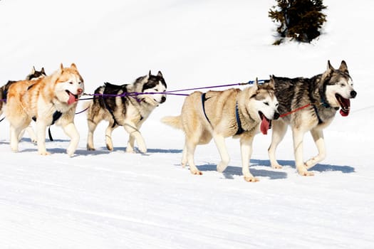 husky race on alpine mountain in winter