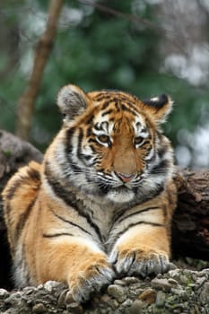 Young Tiger