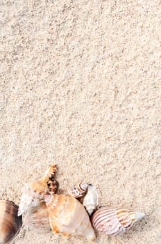 sea shells with sand as background