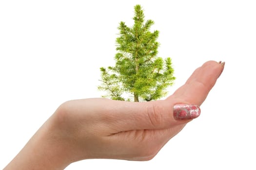 green fir tree in hand. isolated on white background