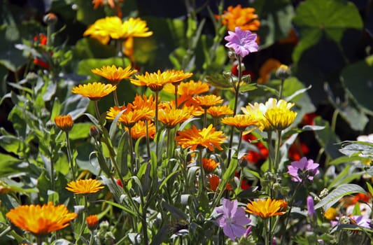 Marigolds in the cottage garden