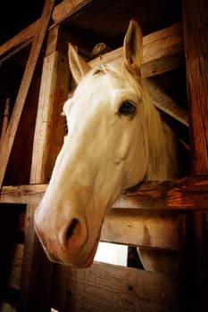 Horse