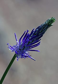 Rampion