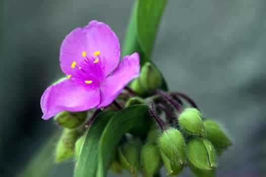 Tradescantia [three-mastered flower]