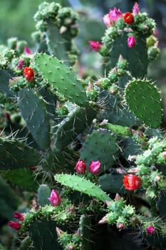 Opuntia bergeriana