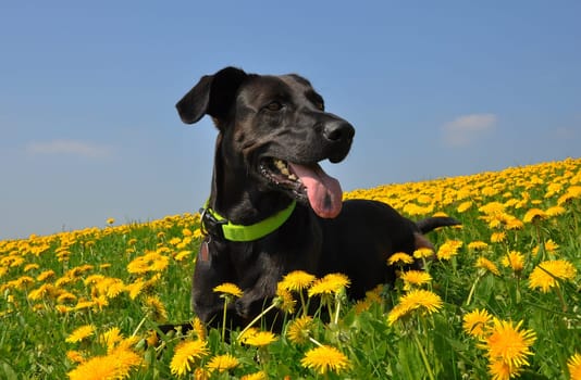 On the meadow