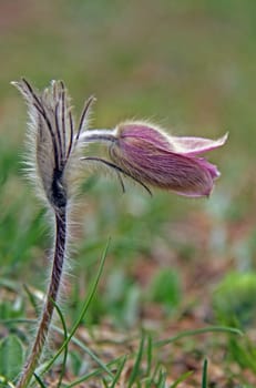 Pulsatilla vernalis