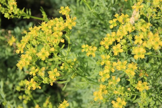 Blooming rue in the herb bed