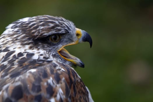 King's rough-legged buzzard