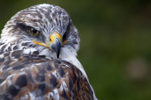 King's rough-legged buzzard