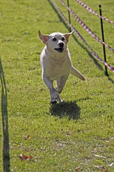 Retriever at a dog race