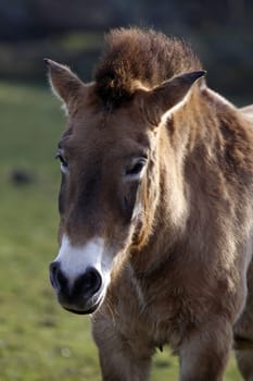 Asian wild horse