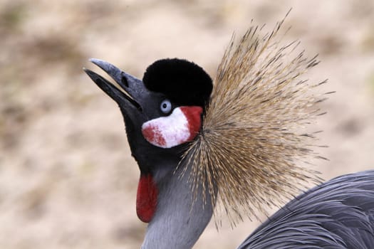 Crowned crane