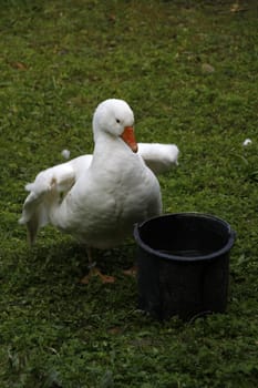 Lippe goose