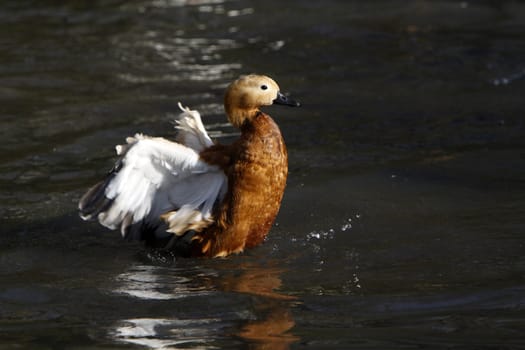 Ruddy shelduck