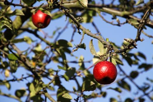 Red apples on an apple tree