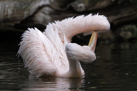 Pink pelican in the water
