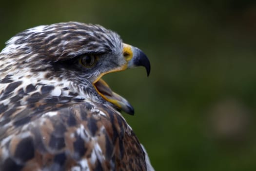 King's rough-legged buzzard