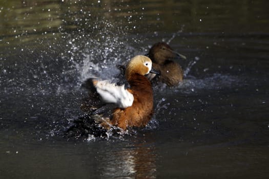 Ruddy shelduck