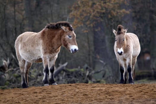 Asian wild horse