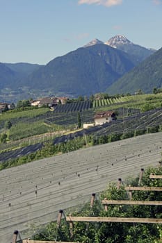 Apple orchards in South Tyrol