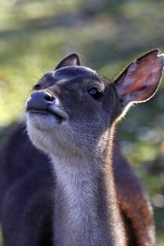 Rusa deer