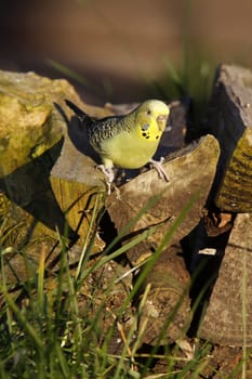 Budgie on a pile of wood