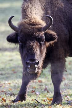 Wisent