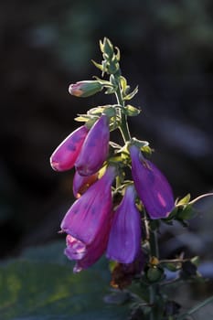 Red foxglove