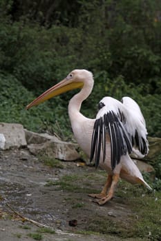Pink pelican with outstretched wings
