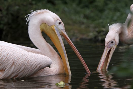 Two arguing pink pelicans