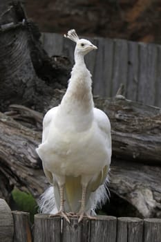 White peacock