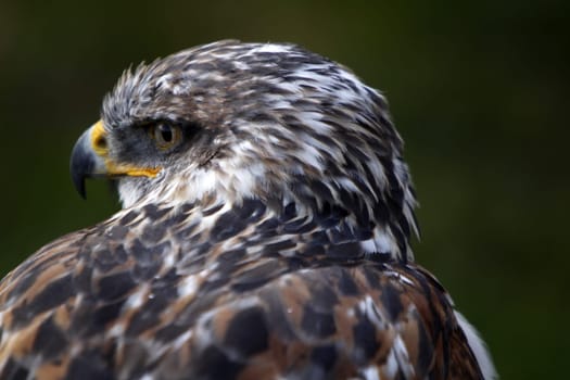 King's rough-legged buzzard