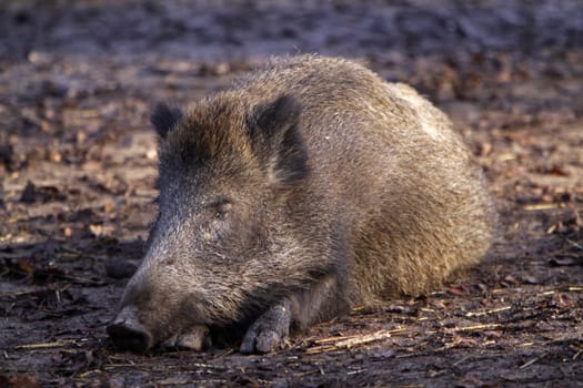 Tired wild boar