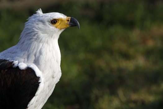 Lesser spotted eagle