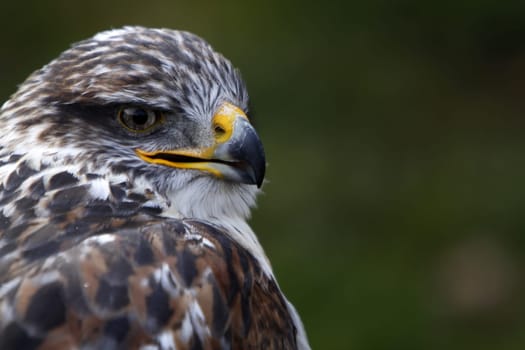 King's rough-legged buzzard